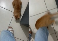 飼い主さんがお出かけするのを阻止したい？外に出ようとしたら、壁裏に身を潜めていた愛猫が足元にひっついてきました！！