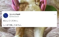 とにかく明るい安村さんのギャグを炸裂させた猫が話題に！「隠し方が絶妙すぎます」「アングルが最高です」