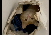 誤って天井にあけてしまった穴から聞こえてくる鳴き声。そこは猫の秘密基地になっていたようです！！【アメリカ・動画】