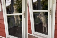 ドアに激しくぶつかるようにジャンプする犬。実はこの時、この子が大興奮する『あるお客さん？』がやって来ていたのです！！
