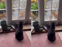 窓辺から中庭を眺める猫。そこに、赤ちゃんを連れた『ある動物』の家族がやってきましたよ！！