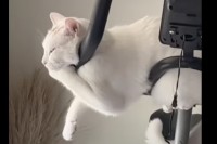 猫がお昼寝スポットに選んだのは、エアロバイクのハンドルの上？！ぎこちない体勢ながらぐっすり寝ているようです