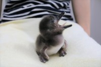 「すみだ水族館」でマゼランペンギンの赤ちゃん『ずんだ』が誕生！！名前の由来は皆が”はずんだ気持ち”になったこと