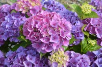 紫陽花の本来の色はピンク？！なら、なんで青や紫になることがあるの？