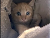 大変！子猫が車のエンジンルームに入り込んじゃった！！つぶらな瞳をしたかわいい顔をのぞかせていますが・・、すぐに出て来てくれるでしょうか？