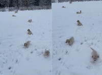 雪の中も元気に動き回るゴールデンレトリバーの子犬たち。深さがあるのか、子犬たちはみんなぴょんぴょん跳ねて移動しています！！