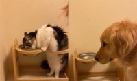 独特な水の飲み方の猫と、律儀に順番待ちする犬、2匹の関係性が面白い