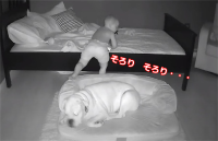 ベッドで寝ているはずの赤ちゃんが毎朝ワンコの横に！？不思議に思い監視カメラで撮影すると・・・
