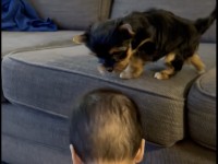 赤ちゃんがヨークシャーテリアの子犬がソファから下りるのをお手伝い！？子犬をだっこできないこの子が、どうやってお手伝いを？？