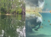 静かな水面ですが、水中の様子を窺うとビックリ！そこにはなんとマナティの姿が！【アメリカ・動画】