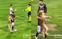 サッカーの試合に犬が乱入！ボールを奪い嬉しそうだったが、抱えられて退場する姿がかわいすぎて話題を搔っ攫う！