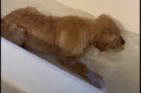 はじめてのお風呂に子犬は・・大はしゃぎ！楽しそうにバスタブ内で跳ね回っています！！【アメリカ・動画】