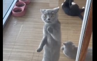 窓越しに踊っている？立ち上がった猫が窓を叩く姿が目を引きます！！【海外・動画】