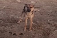 【感動】砂漠で暮らす野良犬と、その子を保護するために毎日足を運んだ女性の物語
