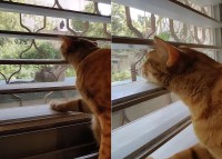 表にやってきた猫を窓越しに見つめる猫。ブラインドの間に頭を差し込んでいる姿がなんとも愛らしい！！