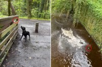 ひとりでボール遊びを楽しむ方法を発見した犬。自分で川にボールを投げ入れると、猛ダッシュで拾いに行きます！！