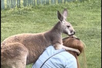 このカンガルー、人懐っこすぎる！毛づくろいをどうしてもしたいみたい！！