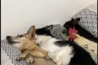 平和過ぎる光景にほっこり。みんなでベッドに横になっているのは、愛猫と2匹の愛犬そして・・ニワトリです！！！！