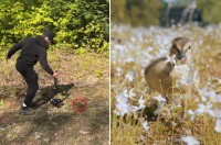 元気に走るヒナドリを撮影！ヒナの目線の高さからの映像には、幻想的でチャーミングな世界が！！【アメリカ・動画】