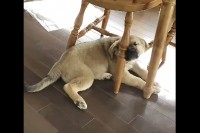 テーブルの下でスヤスヤ。お昼寝中の子犬ですが・・、その体勢はキツくないのかな？？【海外・動画】