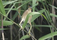 【面白い鳥】ガニ股と伸びる首！夏になると見られる鳥『ヨシゴイ』の写真を見てほしい！