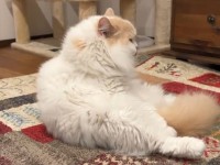スコティッシュストレートの愛猫の『ぽて寝』が炸裂！可愛すぎる動きに反響「相変わらずのキレですにゃ」「職人芸です」