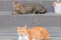 大阪市の専念寺が投稿する『今日の猫様から人間さんへのお言葉』に納得！「猫様のお言葉なら素直に聞けますね」