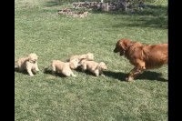 パパを追いかけるゴールデンレトリバーの子犬たち。跳ねるように走る姿が愛らしい！！【アメリカ・動画】