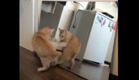 床に置かれた鏡に写った自分の姿が気になった子猫。「あの猫はどこ？」と鏡の裏を探ろうとしたところ・・