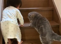 「そうにゃ、ゆっくり一歩ずつにゃ」子供に階段の上り方を教える愛猫。指導する光景が可愛すぎると話題に！
