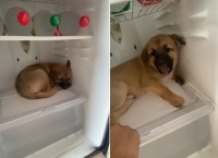 暑がりやさんなのかな？冷蔵庫に入り込んだ子犬は絶対に外に出たくないようで・・、唸り声もあげています