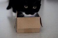 箱に吸い込まれると、トレードマークの口元の「ω」がくっきり！フォロワー30万以上の大人気猫のツイートが話題に！