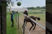 子馬は女の子からボールを投げてもらって大喜び！飛び上がって遊んで、元気いっぱい！！【アメリカ・動画】