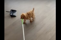 お手伝いしてくれている？元気に走る子犬が『ある道具』をくわえているので、床掃除をしているみたい！！【アメリカ・動画】