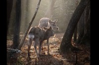 木漏れ日の下で出会った奈良公園の2頭のシカ。絵になる光景も、この後まさかの展開に！！【国内・動画】