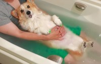 飼い主さんに抱っこされて入浴を満喫するコーギーに反響「気持ちよさそうにじっ～としているのが可愛い！」