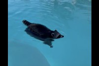 プールを泳ぐアライグマ、チャプチャプ泳ぐ姿が愛らしい！！【アメリカ・動画】