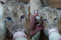 哺乳瓶をくわえた子ライオン。クピクピと一生懸命ミルクを飲むのがかわいい！【海外・動画】