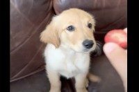 イチゴを頬張るゴールデンレトリバーの子犬。味わうようにちょっとずつモグモグする姿がかわいすぎ！！【アメリカ・動画】