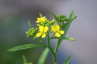 「からし菜」とはどんな植物？カラシが採れるの？菜の花やわさび菜との違いは？