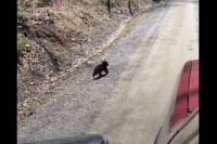 ママが近くにいるのかな？クマの赤ちゃんは道沿いの木から降りると、道路を横断して森の中へと消えていきました！【海外・動画】