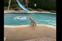 楽しい夏の始まり？愛犬にプールで水遊びを教えます！！【アメリカ・動画】
