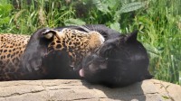 ゴロリと寝転がる2頭のジャガー。仲良く横になっているその姿に癒やされます