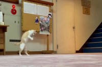 「おっとっとっとからの、でんぐり返り」野沢温泉『桐屋旅館』の看板猫が見せた予想外のパフォーマンスが面白い！