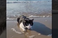 猫は波打ち際で海水浴を満喫中！海水が気持ちいのか、その場から動こうとしません！！【海外・動画】