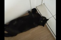 お外出ニャいで！ドアを塞ぐようにして横になる愛猫に、飼い主さんは困った！！