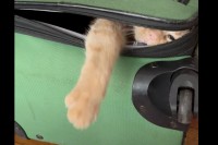 荷造りしたいのに・・、愛猫がスーツケースに潜り込んで自分の場所と熱く主張しています！！【アメリカ・動画】
