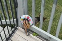 プールデッキから出ていこうとした犬。ところが溺れないように浮き輪が装着されていた為・・【アメリカ・動画】
