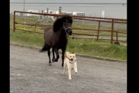 犬が自分より体の大きなお友達の馬を先導！お友達はその後を仲良くついて行きます【海外・動画】