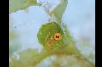 プカプカ浮く海藻のカケラ・・、いいえ違います！小さな小さな魚の赤ちゃんです！！【国内・動画】